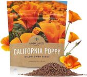 California Orange Poppy Wildflower 