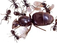 Lasius Niger with 1-30 Workers and Brood Best Ants UK (Queen and 10-15 Workers)