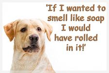 Golden Yellow Labrador Dog Funny Fridge Magnet Lab Gift