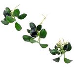 K2AQUA 3 Anubias Nana Petite Live Aquarium Plants Freshwater Tropical Aquascaping Fish Tank