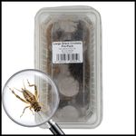 Livefoods4u Large Silent Brown Crickets Live Food (15-20mm) Approx 50 Tub - Perfect for Reptiles and Lizards - Sustainably bred