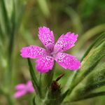 Plant World Seeds - Dianthus Armeria Seeds (Perennial Flower Seeds)