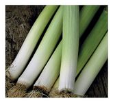 PREMIER SEEDS DIRECT ITALIAN LEEK - CARENTAN 2-400 FINEST SEEDS (ORGANIC)