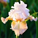 FernsFly® IMP. Hybrid Bearded Iris Dwarf & Multi cut Aromatic Winter Flower Rhizome Home Pot/Land Gardening Reblooming Replanting (Pack of 1 Califlora Champagne Elegance Bearded Iris)