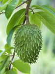 GreenEarth Original Soursop Cancer Treatment Fruit Plant, Korosol, Corosol,Lakshman Phal "Rare Variety"