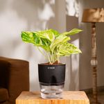 KYARI Money Variegated Indoor Plants for Living Room | Live Plants | Plants with Black Self Watering Pot for Home | Air purifier plants | Plants for Home Decor | Plants for Garden & bedroom