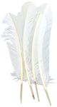 PANAX 20 pieces Natural Turkey Feathers 20-28cm / 8-11 inches Length, Ideal for Carnival, Halloween, crafts, Handwerk, DIY, clothing, costumes White