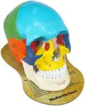 Upgraded Life Size Human Colored Head Skull Anatomical Model with Newest Laser-Etched Fonts and Skull Diagram Mouse Pad for Medical Student Human Anatomy Study Course Demonstration, Teaching