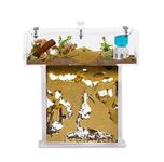 Acrylic Ant Farm Kit in T-Shape Mini - Sandwich 14x5x14 cm and Foraging Box - Ant Farm with Live Ants Included (Queen, Workers, Eggs, and Larvae) - Transparent