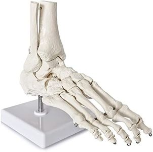 2024 New Design Life Size Medical Human Foot and Ankle Model, Anatomy Foot Skeleton Model W/Tibia Fibula, Right, Fully Articulated, Human Skeleton Model for Medical Study & Science Classroom