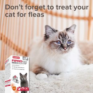 Beaphar WORMclear Spot-On Treatment for Cats