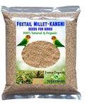 Evana Organic Premium Foxtail Millet || Kangni Seeds || 100% Natural Bird Food for All Life Stages Budgies, Finches, Canaries, Lovebirds, Cockatiels etc 400 Grams,Pack of 1