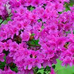 1 X Azalea 'Geisha Purple' Japanese Evergreen Shrub Hardy Plant in Pot