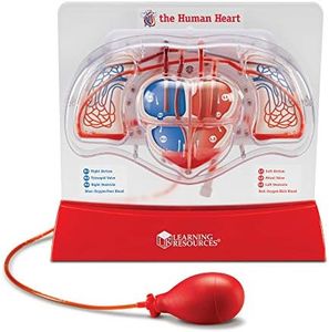 Learning Resources Pumping Heart Model, Teaching aid, Classroom Multi-Sensory Demonstration Set, Ages 8+