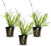 CANTON AQUATICS Chain Sword Narrow Leaf Plants Potted - Premium Live Aquatic Plants for Freshwater Aquariums - Easy to Care - Perfect for Fish Tanks and Aquascaping - Enhances Water Quality - 3 Plants