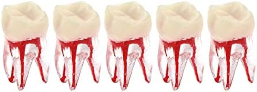 5Pcs Dental Root Canal Pulp Cavity Teeth Model Endodontic Practice RCT Typodont M8007 11# 14# 16# 21# 33# 34# 35# 36# 44# 45# Practicing Study Teach (5Pcs-M8007-16#)