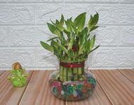 Guuchuu 2 Lucky Bamboo Plant with Big Round Glass Bowl and Colored Jelly Balls (Green)