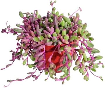 4" Ruby Necklace | Othonna capensis L.H.Bailey, Rare Purple Hanging Trailing Succulent Fully Rooted in Pots, Real House Plant for Home Office Wedding Decoration DIY Project Party Favor