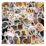 50Pcs Cute Cat Stickers, Funny Cat Meme Vinyl Stickers Decals for Laptop Water Bottle Phone Luggage, Sticker Gift for Kids Teens Boys Girls