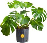 Costa Farms Monstera Swiss Cheese P