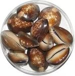 Yoshiva Natural Shell Lakshmi gavval, Brown Kodi, Kauri, Gavvalu for Diwali Laxmi Poojan (Pack of 21)