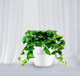 BLOSSOM Plant's good luck Money plant, Live Indoor Plants with white Pot, Best for Home, Office & Garden.