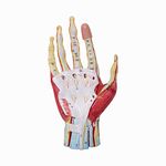 LABZIO Medical Anatomical Hand Skeleton Model with Ligaments, Muscles, Nerves and Arteries with Key card (7-Parts, Life Size)