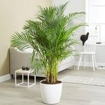 Areca Palm Air Purifier Natural Live Plant (3 to 3.5 feet) very tall Areca Palm 1 in grow bag most popular indoor plant ever Live (no pot/in grow bag)