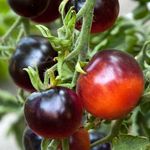 PREMIER SEEDS DIRECT Tomato - Indigo - Rose - 10 Finest Seeds