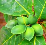 OpLeaves - Healthy Fruit Plant (Indian Almond Tree Live Plant)