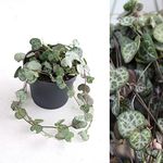 Ceropegia lineraris woodii - String of Hearts in 9cm Pot - Can be Displayed in Hanging Planter (1 Plant)