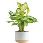 Costa Farms Dieffenbachia Live Plant Indoor, Easy Grow Light and Watering Houseplant, Potted in Indoors Garden Decor Plant Pot, Soil, Grower's Choice, Home and Office Plants Decor, 1 Foot Tall