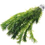 k2aqua - 10 ELODEA DENSA - Oxygenating Weed Live Pond Plant Water Aquarium Aquatic Plants Egeria