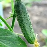 Suttons Seeds Cucumber Bush Champion Seeds