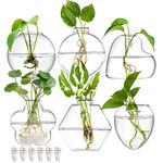 yarlung Set of 6 Glass Planters Wall Hanging Terrarium, Clear Plants Vase Wall Mount for Propagating Hydroponics Plants, Indoor Air Plants, Stylish 6 Shapes (Plants Not Included)