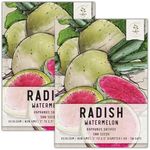 Seed Needs Watermelon Radish Seeds for Planting - Non-GMO, Heirloom & Untreated - Organically Grow a Home Grown Vegetable Garden - Cool Weather Crops (2 Packs)