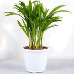 Amulya Farms Air Purifying Areca Palm Indoor Live Plants for Living Room, Home, Office, Table, Kitchen & Desk Decor | Best Plant For Balcony & Garden | 30 cms Height with White Pot |