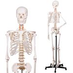 Human Skeleton Model for Anatomy -Life Size Anatomical Skeleton Medical Model with Nervous System 70.8 in with Rolling Stand for Study and Display Colorful Posters