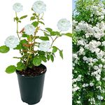 Rose Bush Guirlandes D'amour - Floribunda White Rose Bush for The Garden in a 3Litre Pot (1)