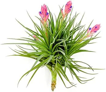 Air Plants