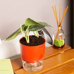 KYARI Satin Money Indoor Plants for Living Room | Live Plants | Plants with Red Self Watering Pot for Home | Air purifier plants | Plants for Home Decor | Plants for Garden & bedroom