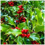 3 Common Holly Hedging Evergreen Plants, Ilex aquifolium 20-25cm in 9cm Pots 3fatpigs®