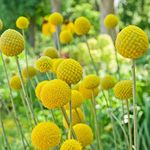 Outsidepride 1000 Seeds Perennial Craspedia Globosa Billy Button Flower Seeds for Planting
