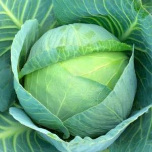 Cabbage - Mini - 100+ Heirloom Seeds