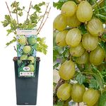 Gooseberry Ribes Invicta | Fast-Growing Fruit Plant Shrub | 30-50cm Potted