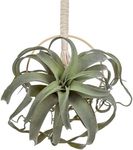 Artificial Air Plants 11 Inch Faux Flocking Tillandsia Real Touch Lifelike Fake Succulents Plants for Home Garden Office Indoor Outdoor Decor