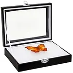 Insect Display Case with Clear Glas