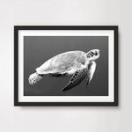 ANIMAL ART PRINT POSTER SEA TURTLE Black White Underwater Sealife Wildlife Photography Home Decor Interior Design Wall Picture Photo A4 A3 A2 (10 Size Options)