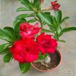 Creative Farmer Bonsai Live Plant Rare Red Adenium Double Layer Outdoor Flowering Evergreen Small Tree (Desert Rose) Impala Lily Indoor (1 Live Bonsai Plant)