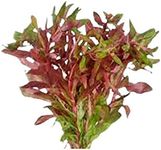 CANTON AQUATICS Ammania Senegalensis - Aquatic Plant for Freshwater Aquariums - Vibrant Red and Green Foliage - Perfect for Aquarium Landscaping - Easy to Maintain and Grow - 5-8 Inches